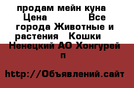 продам мейн куна › Цена ­ 15 000 - Все города Животные и растения » Кошки   . Ненецкий АО,Хонгурей п.